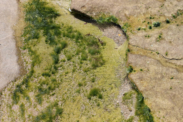 Zöld algák nőnek sziklákon sós tengervízben. - Fotó, kép