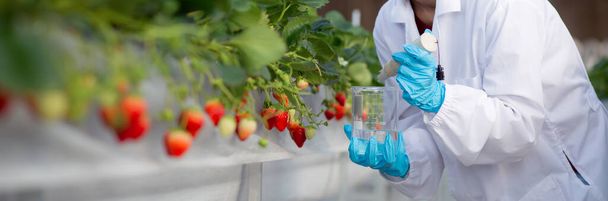 Młoda Azjatka sprawdza jakość wody pod kątem uprawy truskawek ze szczęściem do badań w laboratorium szklarniowym, samica badająca truskawki z rolnictwem, koncepcja małego biznesu. - Zdjęcie, obraz