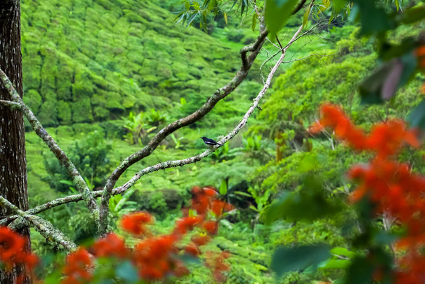 Oriental Magpie Robin posado en una rama. Pájaro blanco y negro de pie en el árbol en la montaña plantación de té. Urraca común (Pica pica) en rama - Foto, imagen