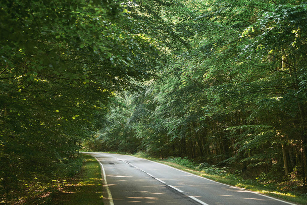 Camino de asfalto vacío en el bosque. Explorando la belleza de la naturaleza en un viaje de verano. Carretera forestal en un día de verano. - Foto, Imagen