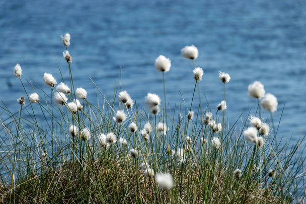風に吹かれて吹く湿原草原の白い綿の草花、早春に咲く沼綿の草、沼の旗、綿の草(Eriophorum angustifolium) - 写真・画像