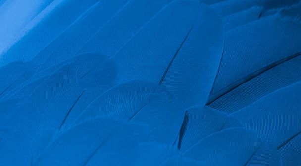kék toll galamb makró fénykép. textúra vagy háttér - Fotó, kép