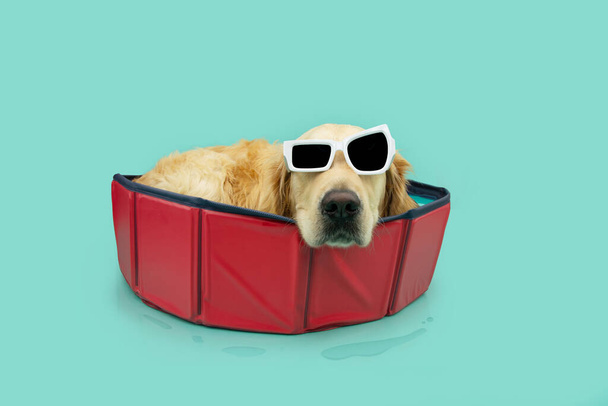 Verano de perros. Labrador retriever dentro de una piscina roja retratable. Aislado sobre fondo azul - Foto, Imagen