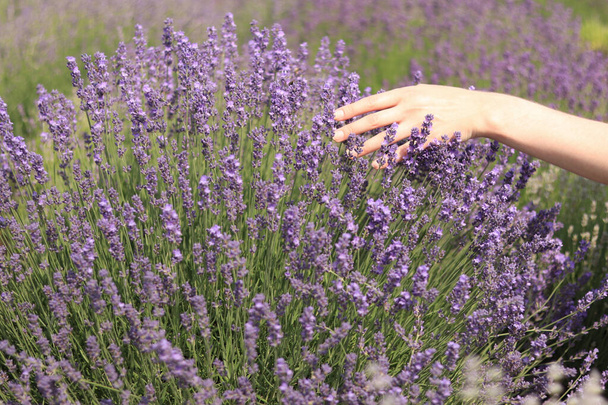 Naisen käsi laventelin kukissa. Naisen käsi koskettaa laventelin kukkia aurinkoisena kesäpäivänä. Luonnonkosmetiikan käsite. Tekstipaikka. Valikoiva keskittyminen. Laventelipelto - Valokuva, kuva