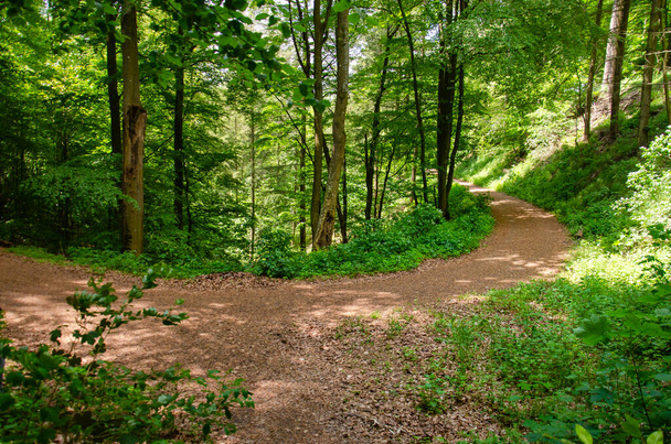 Sentiero curvo che segue le linee di elevazione in una foresta vicino ai laghi vulcanici di Daun, Germania - Foto, immagini