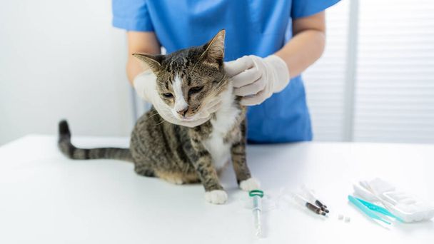 Vet surgeon. Cat on examination table of veterinarian clinic. Veterinary care. Vet doctor and cat. - Foto, afbeelding