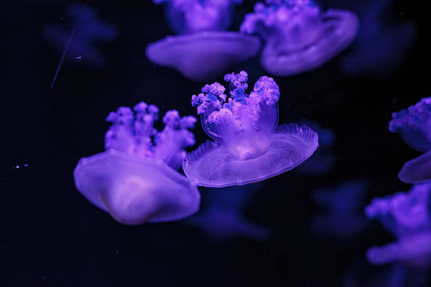 tiro subacqueo di bella Cotylorhiza tuberculata da vicino - Foto, immagini