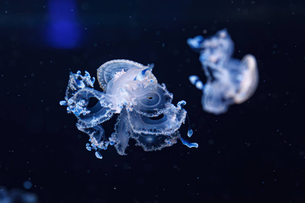 víz alatti felvétel egy gyönyörű ausztrál foltos medúza közelről - Fotó, kép