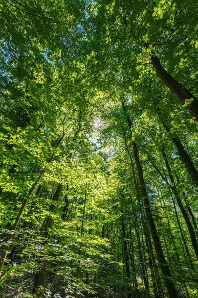 Wiosenny las z zachodzącym słońcem świecącym przez liście i gałęzie. Pojęcia dotyczące przyrody, leśnictwa, siedlisk, środowiska i zrównoważonego rozwoju - Zdjęcie, obraz