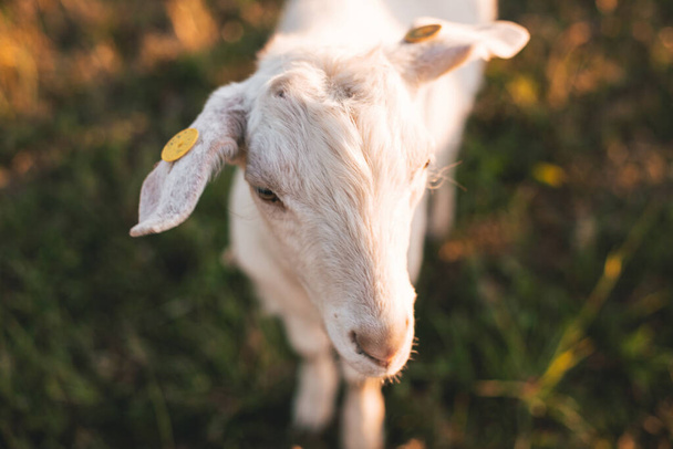 Верхний вид портрета белой козы, стоящей на зеленой траве в теплом летнем свете заката. - Фото, изображение