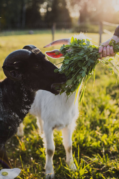 woman's hand feeding green grass clover to a black horned goat in green grass in warm sunset summer light. - Photo, image