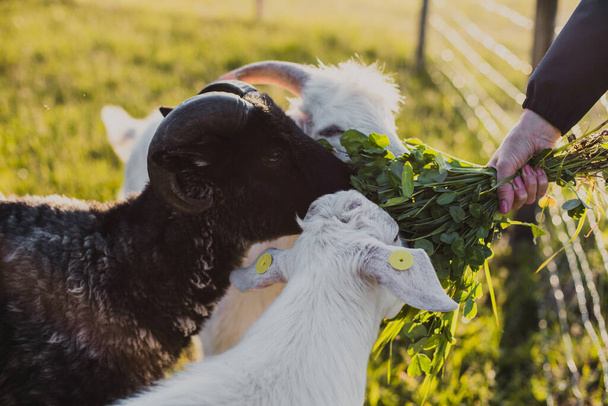 černý beran s rohy a bílými kozami jíst zelenou trávu jetel dány majitelkou přes plot v teplém světle letního západu slunce. - Fotografie, Obrázek