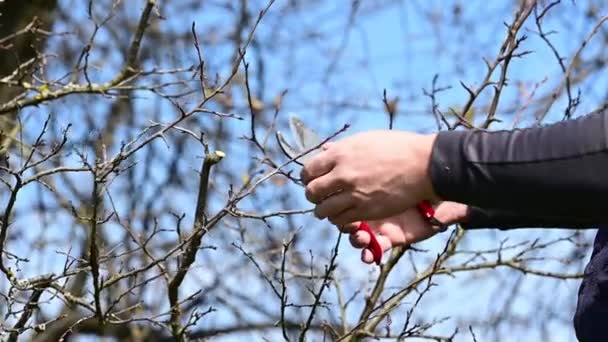In primavera, un uomo sfronda e potatura i rami di un albero fruttifero, lavoro primaverile nel giardino Slow Motion Video Shot. - Filmati, video