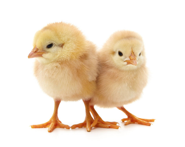 Two yellow chicks isolated on a white background. - Фото, зображення