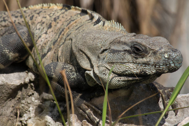 Wildlife. Giant lizard. Closeup of an iguana standing on a rock in the mayan ruins of Tulum. - 写真・画像