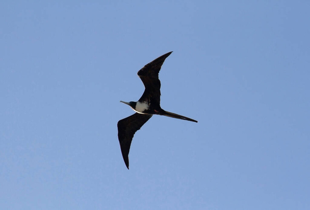 Wildlife. Seabirds. Closeup of a Fregate magnificens, also known as Magnificent Frigatebird, flying in the sky.  - Fotó, kép