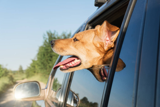 Ginger puppy mixed breed dog stuck its snout out of a car window on the road while traveling. Summer vacations outdoors off road activity. Pets friendly trip concept. Sun glare in the car mirror. - Foto, immagini