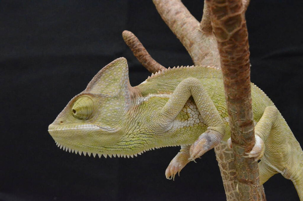 Schönes und farbenfrohes weibliches Chamäleon in natürlichen Pflanzen - Foto, Bild