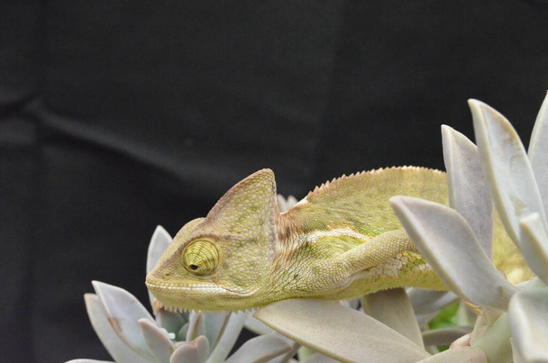 Bella e colorata giovane camaleonte femminile in piante naturali - Foto, immagini