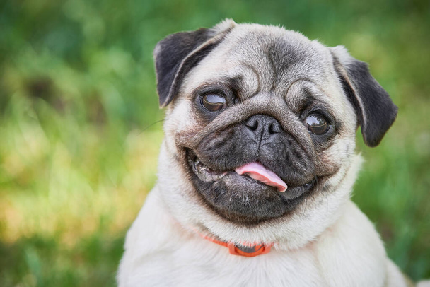 Roztomilý pug pes portrét na zeleném travnatém pozadí. - Fotografie, Obrázek