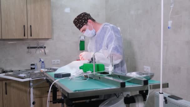 Um veterinário sutura uma incisão em um animal usando uma agulha cirúrgica e pinças. Na sala de cirurgia, o médico termina a operação e costura a ferida com uma agulha e fio - Filmagem, Vídeo