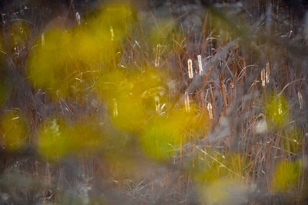 Feuilles d'automne dans la forêt, Province de La Pampa, Patagonie, Argentine. - Photo, image