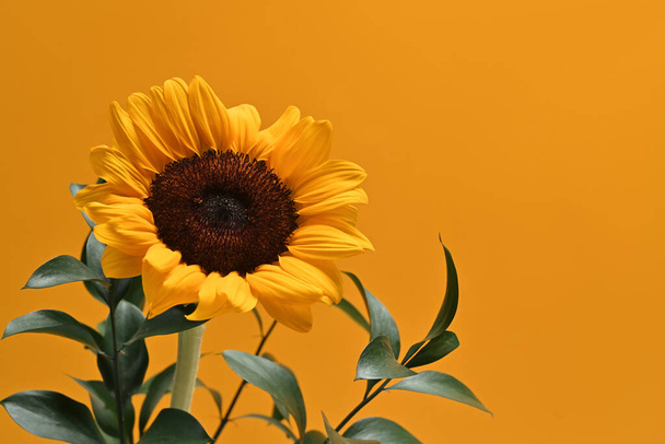 Beautiful sunflower with green leaves on yellow background with copy space. Natural background, autumn or summer concept. - Photo, Image