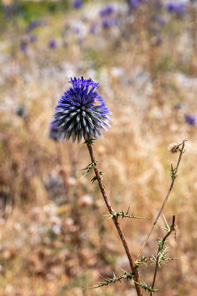 Фіолетова квітка ехінопів банатик блакитного глобуса будяк член сімейства соняшників. Вибірковий фокус. Розмитий фон
 - Фото, зображення