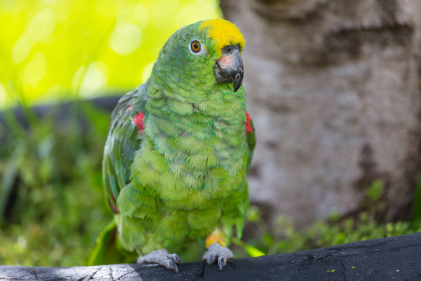 Желтоголовый амазон или желтокрылый попугай - вид попугая, обитающий в тропической Южной Америке.. - Фото, изображение