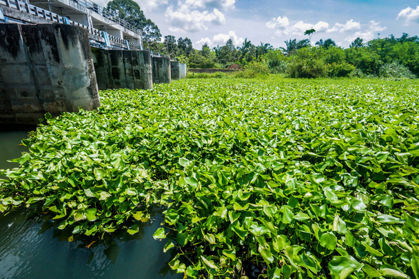 Problema con el jacinto de agua. Ese es el de la contaminación del agua.Jacinto de agua que cubre la superficie del agua de una pequeña presa en Tailandia - Foto, Imagen