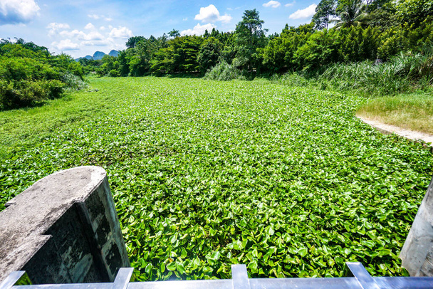 Проблема с гиацинтом. Водный гиацинт, который покрывает водную поверхность небольшой плотины в Таиланде - Фото, изображение