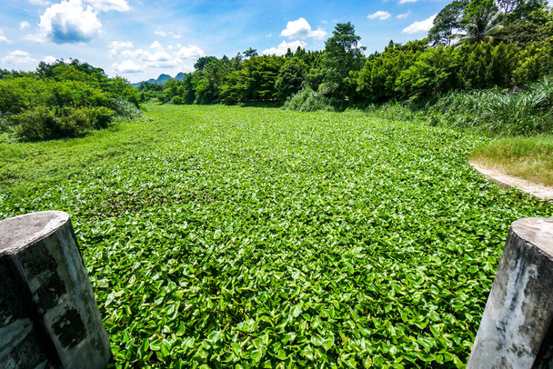 Problém s vodní hyacintou. To je jeden z vody znečišťující.Voda hyacinth, který pokrývá vodní hladinu malé přehrady v Thajsku - Fotografie, Obrázek