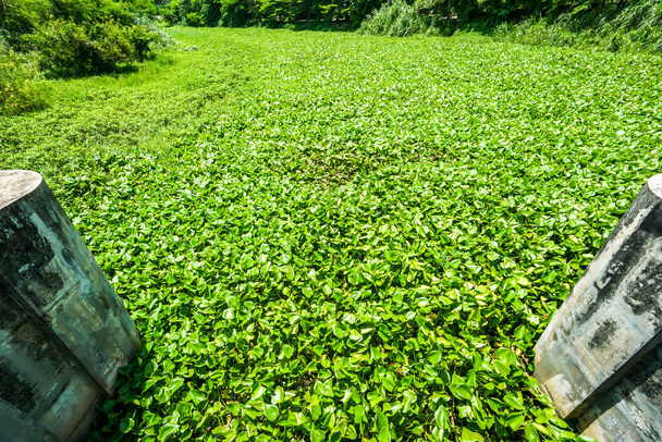 Wasserhyazinthe-Problem. Das ist die Wasserverschmutzung. Wasserhyazinthe bedeckt die Wasseroberfläche eines kleinen Staudamms in Thailand - Foto, Bild