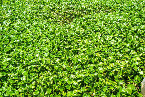 Waterhyacint probleem. Dat is die van watervervuiling.Waterhyacint die het wateroppervlak van een kleine dam in Thailand bedekt. - Foto, afbeelding