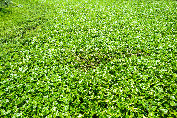 Problém s vodní hyacintou. To je jeden z vody znečišťující.Voda hyacinth, který pokrývá vodní hladinu malé přehrady v Thajsku - Fotografie, Obrázek