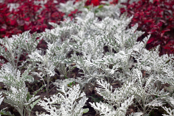 Синерария Сенесио. Листья серебряной пыли в летнем саду. - Фото, изображение