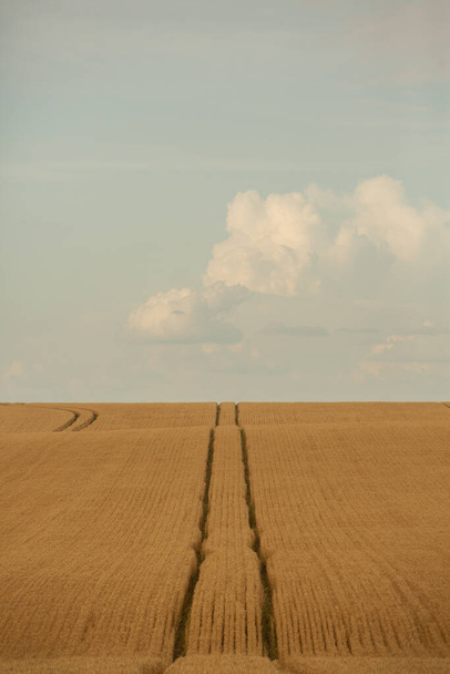 Buğday tarlası ve mavi gökyüzü. Buğday kulaklı tarım arazisi. - Fotoğraf, Görsel