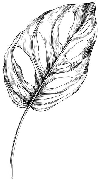 Tropical leaf isolated on white. Hand drawn vintage illustration. - Vektor, Bild