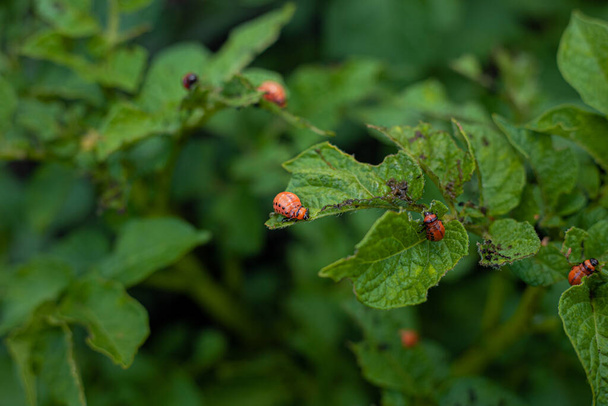 Colorado potato beetle and larvae on young potato leaves - Fotografie, Obrázek