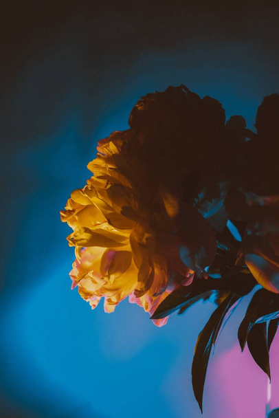 beautiful yellow flower on a blue background - 写真・画像