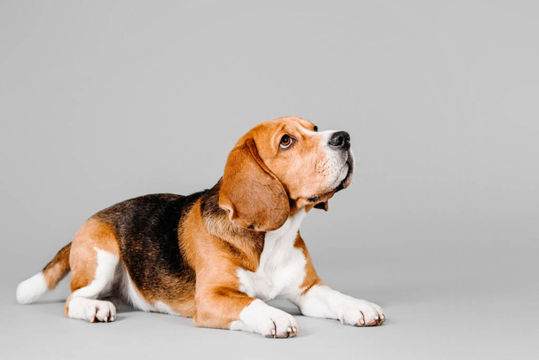 Beautiful beagle dog on grey studio background - a captivating stock photo capturing the charm and elegance of this beloved breed. The beagle's expressive eyes and adorable floppy ears make it a perfect subject for pet lovers - Foto, immagini