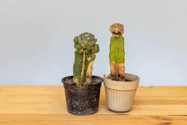 The dried cactus is dug up and thrown out of the pot. Care and cultivation of indoor plants. - Photo, Image