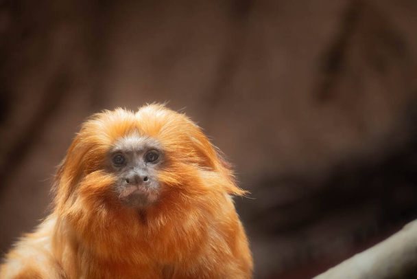 Golden-maned tamarin (Leontocebus tripartitus) looks thoughtfully at viewer - Foto, afbeelding
