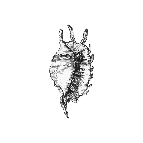 Beautiful handdrawn shell illustration, Shell drawing design - Vector, Imagen