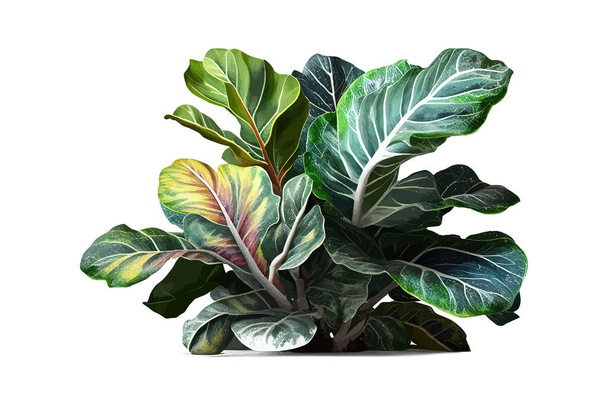 Rare plant with variegated leaves fiddle. Vector illustration design. - Vector, Image