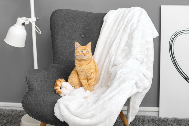 Carino gatto zenzero seduto sulla poltrona a casa - Foto, immagini
