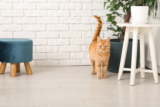 Lindo gato jengibre en casa - Foto, Imagen