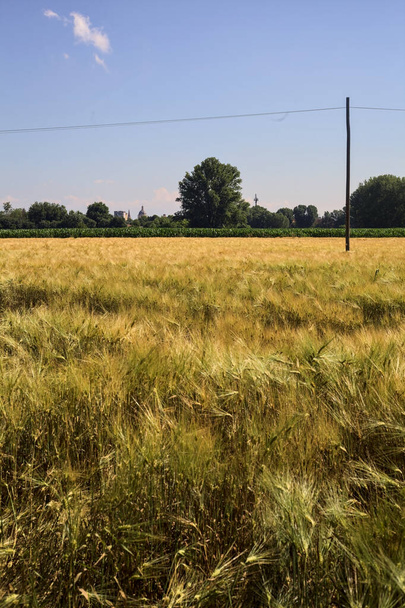 Пшеничное поле с деревянным электрическим столбом и горизонтом города над рощей на горизонте в солнечный день в итальянской сельской местности - Фото, изображение