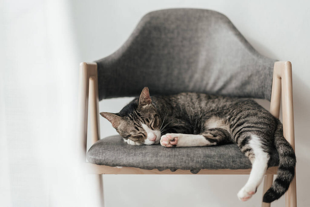 Χαριτωμένο γκρι γάτα κοιμάται στην πολυθρόνα στο σαλόνι λευκό χρώμα. Ελάχιστο στυλ. - Φωτογραφία, εικόνα