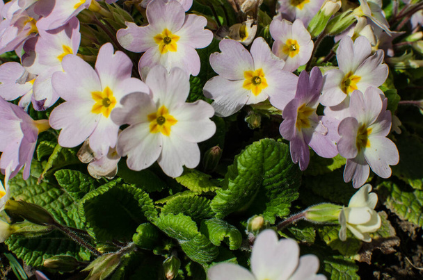 kleine zerbrechliche Primeln blühen an einem sonnigen Frühlingstag - Foto, Bild